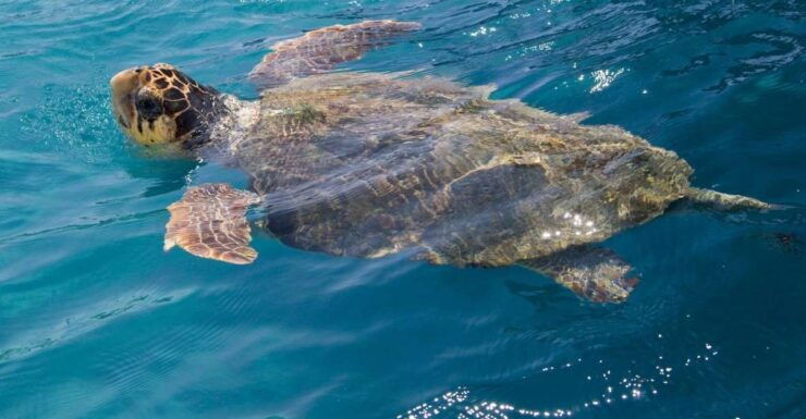 Zakynthos: Turtle Spotting Cruise on a Glass-Bottom Boat - Activity Details