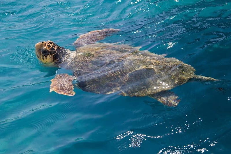 Zakynthos: Turtle Spotting Cruise with Glass-Bottom Boat - A Deep Dive into the Experience