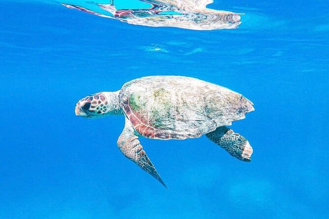 Zakynthos: Turtle Spotting & Marathonisi 2hr Private Boat (max 6) - Tour Highlights