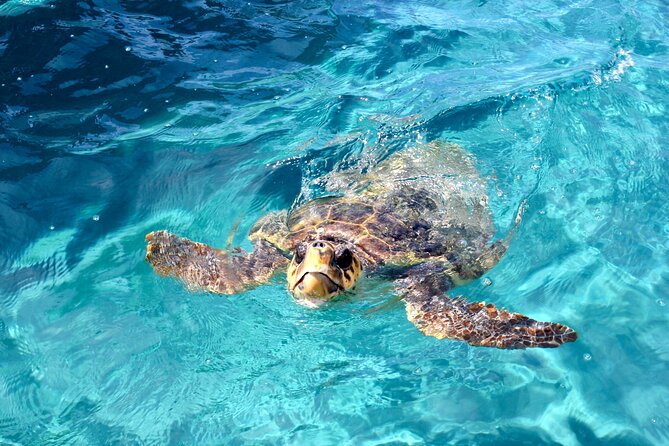 Zakynthos: Turtle Spotting & Marathonisi 2hr Private Boat (max 6) - Boat Capacity and Duration