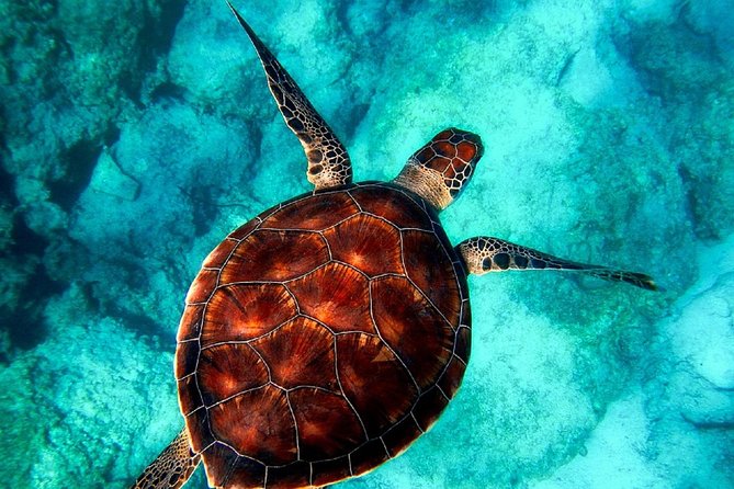 Zakynthos Turtle Trip—Cameo Island, Keri Caves and Marathonisi - Additional Information