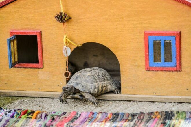 Zakynthos: VIP Half Day-Tour & Cruise to Navagio & Caves - Important Information