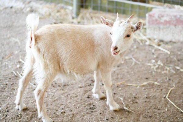 Zakynthos: VIP Half Day-Tour & Cruise to Navagio & Caves - Stops