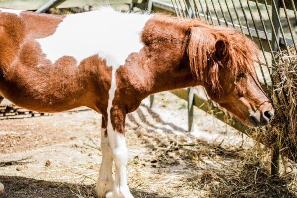 Zakynthos: VIP Half Day-Tour & Cruise to Navagio & Caves - The Sum Up