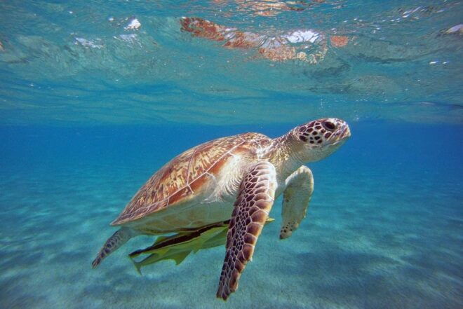 Zakynthos:Private Self Drive or With Captain Speedboats - Itinerary Highlights and Main Stops