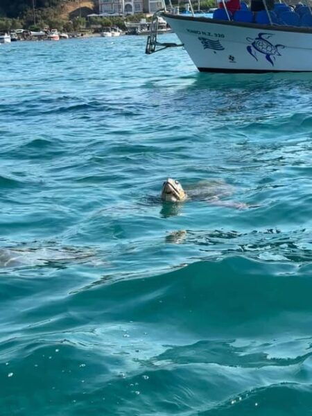 Zakynthos:Turtle Spotting,Marathonisi,Keri Caves&Myzithres - Customer Reviews and Ratings