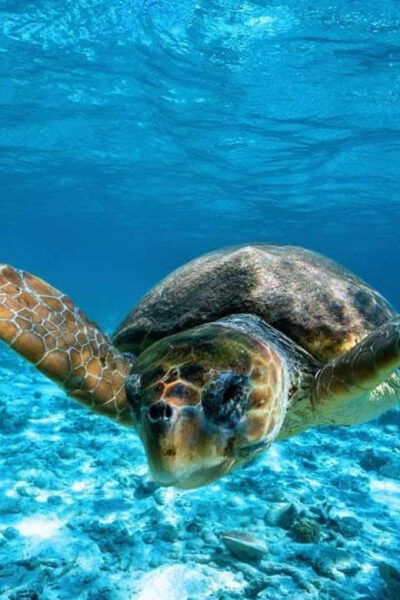 Zakynthos:Turtle Spotting,Marathonisi,Keri Caves&Myzithres - Frequently Asked Questions