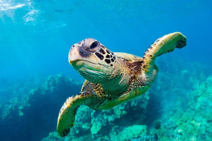 Zakynthos:Turtle Trip in Turtle Island&Ceri Caves by Eurosky - Detailed Itinerary
