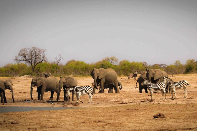 Zambezi National Park AM or PM Game Drive - The Sum Up