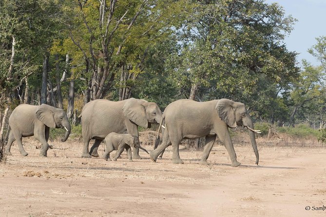 Zambezi National Park Game Drive AM /PM - What To Expect