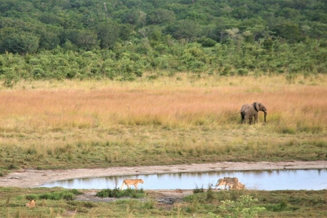 Zambezi National Park Game Drive - Victoria Falls - Good To Know