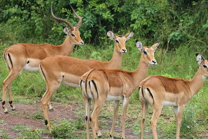 Zambezi Sundowner Cruise - Customer Reviews