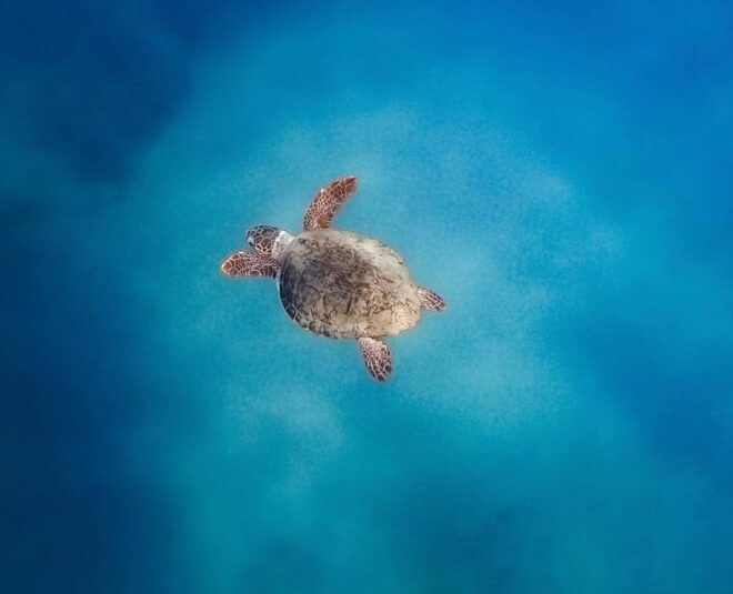 Zante Private Boat: Marathonisi, Keri Caves, Mizitres (max5) - Turtle Spotting Experience