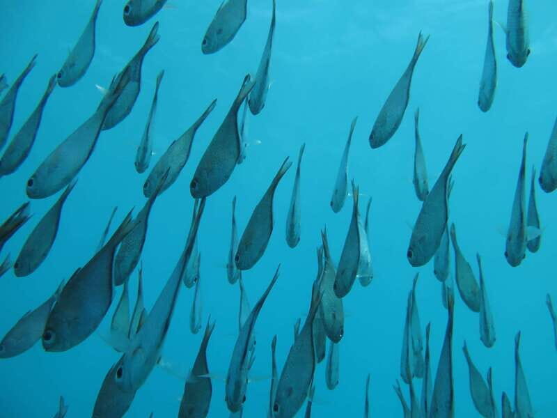 Zanzibar: 2-Day PADI Dive Into Paradise on a Scuba Tour - FAQ