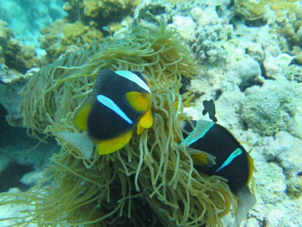 Zanzibar: 2 Day PADI Scuba Diver Course (+ 2 OW Dives) - Preparing for the Adventure
