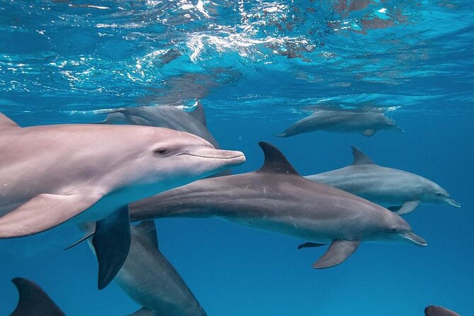 Zanzibar Dolphin Tour, Jozani Forest Tour and The Rock Restaurant - Reviews and Ratings