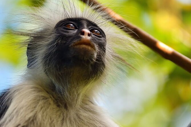 Zanzibar Dolphin Tour, Jozani Forest Tour and The Rock Restaurant - Booking Information