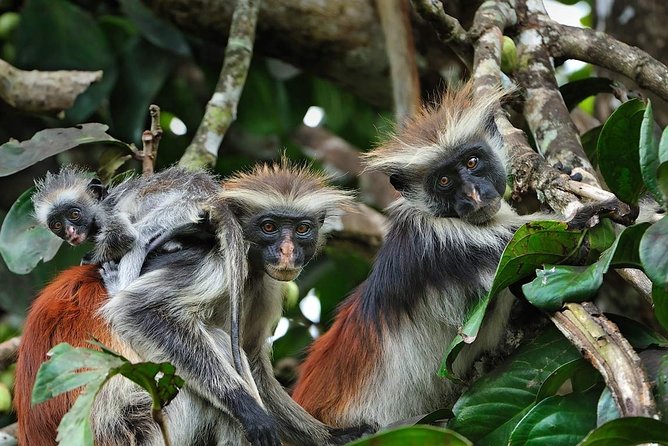 Zanzibar Dolphin Tour, Jozani Forest Tour and The Rock Restaurant - Frequently Asked Questions