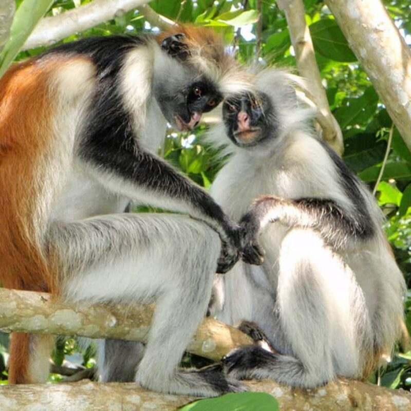 Zanzibar: Jozani Forest Tour - Summary: Who Should Book This Tour?