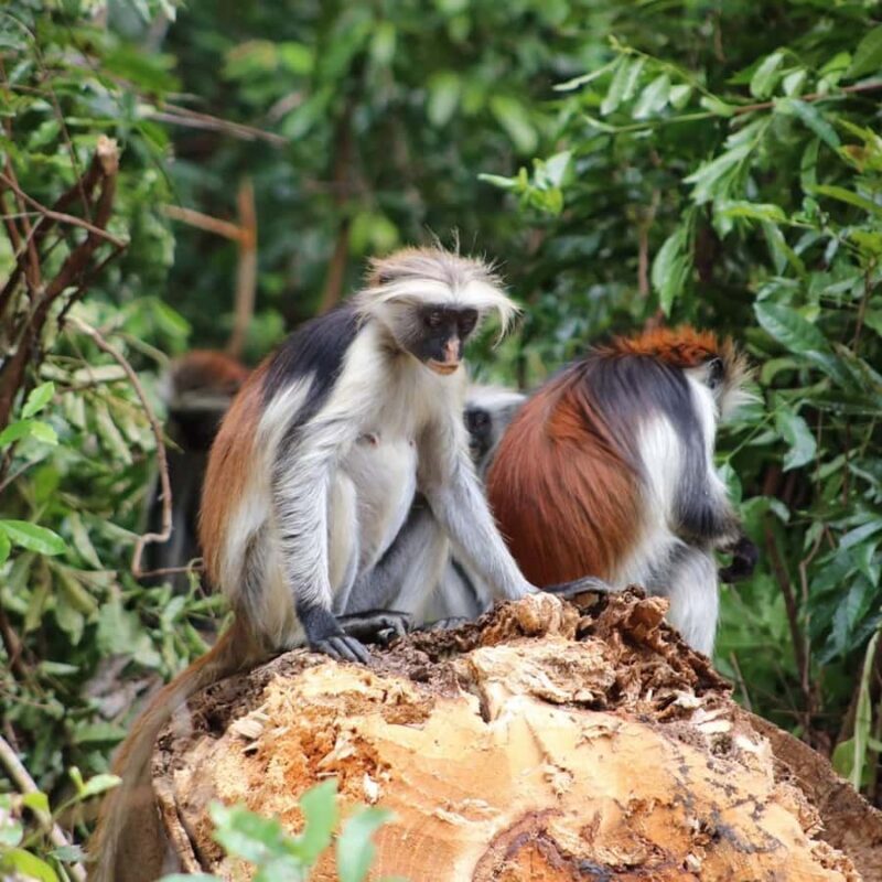 Zanzibar: Jozani Forest Tour - Frequently Asked Questions