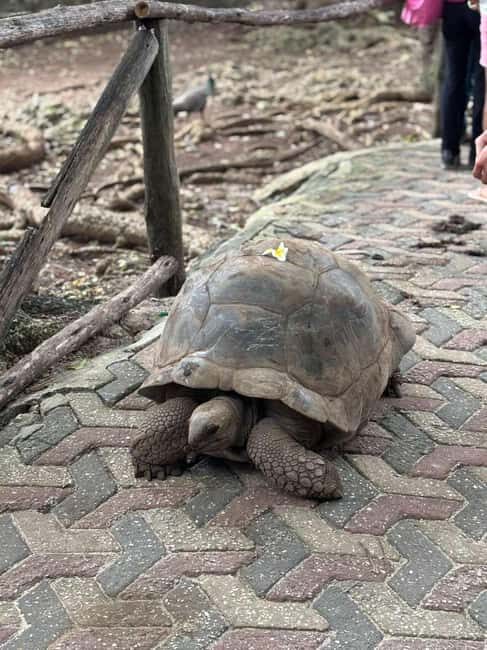 ZANZIBAR: Prison Island, Spice Farm & Swimming at Kuza Cave - Good To Know