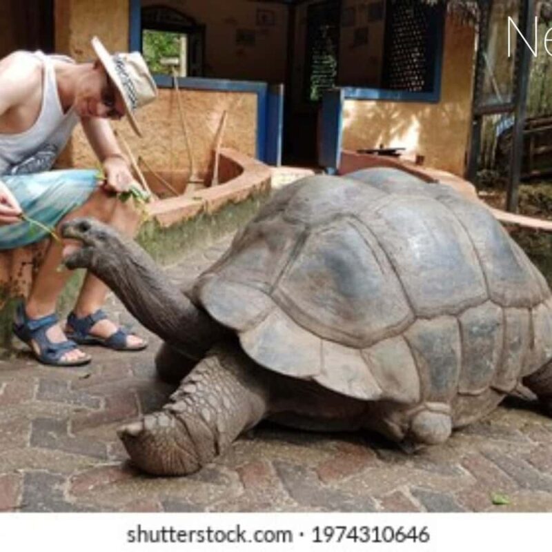 Zanzibar: Prison Island, Stone Town, & Spice Farm Tour - What to Expect from the Tour