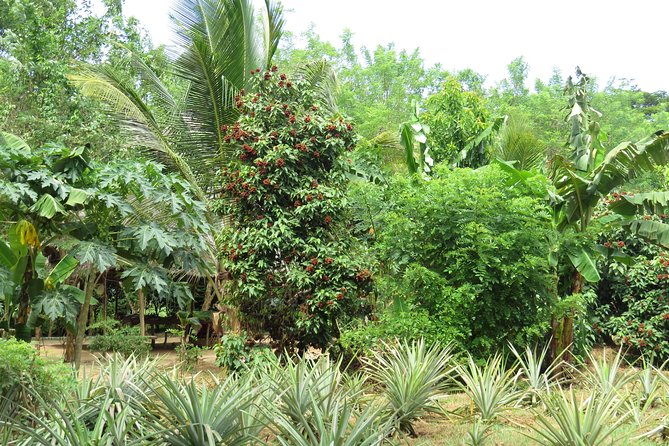 Zanzibar Spice Farm Half-Day Walking Tour - Additional Information