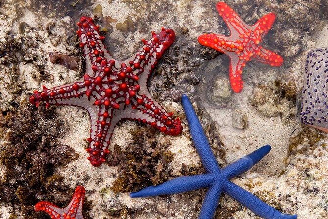 Zanzibar Starfish Adventure; Blue Lagoon; The Rock; Kuza Cave; Paje Beach Tour - Good To Know