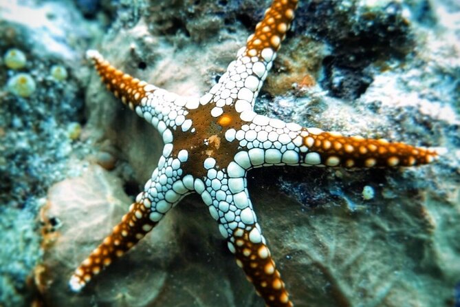 Zanzibar Starfish Adventure; Blue Lagoon; The Rock; Kuza Cave; Paje Beach Tour - Inclusions and Exclusions
