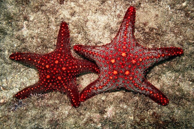 Zanzibar Starfish Adventure; Blue Lagoon; The Rock; Kuza Cave; Paje Beach Tour - Reviews and Ratings