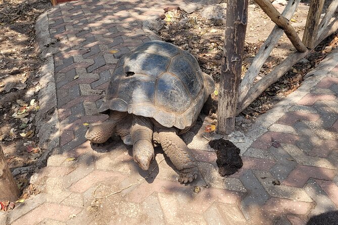 Zanzibar Tours - Frequently Asked Questions