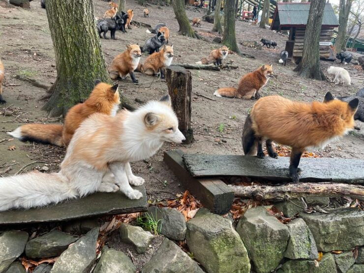 Zao Fox Village 1DAY Bus Tour With Strawberry Picking - Experience Highlights