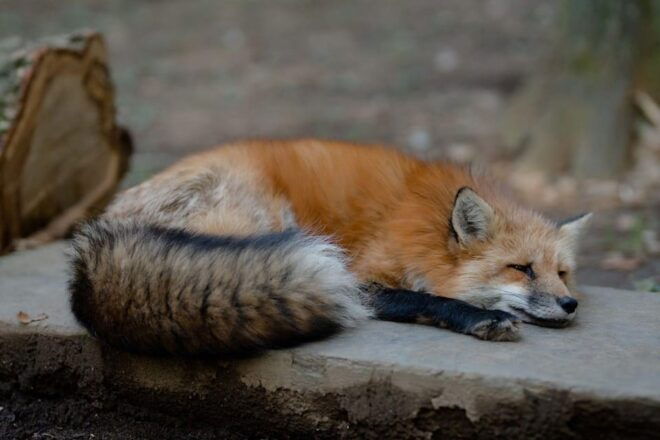 Zao Fox Village 1DAY Bus Tour With Strawberry Picking - Meeting Point Details