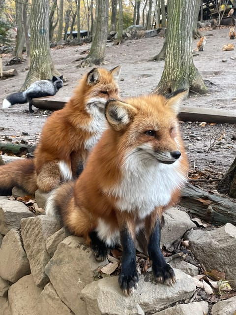 Zao Fox Village 1DAY Bus Tour With Strawberry Picking - Important Restrictions