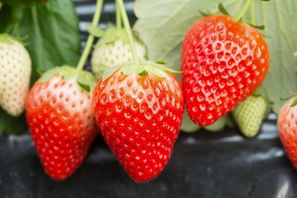 Zao Fox Village 1DAY Bus Tour With Strawberry Picking - Additional Tips for Travelers