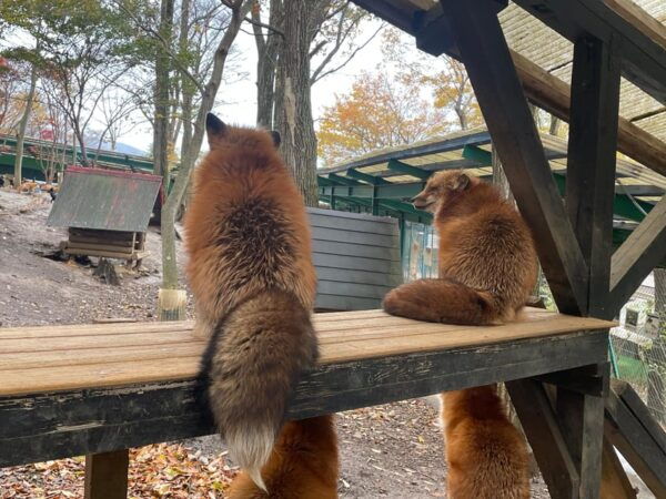 Zao Fox Village 1DAY Bus Tour With Strawberry Picking - Frequently Asked Questions