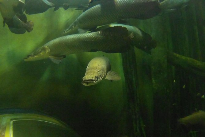 Zaragoza Aquarium Admission Ticket - Ticket Options