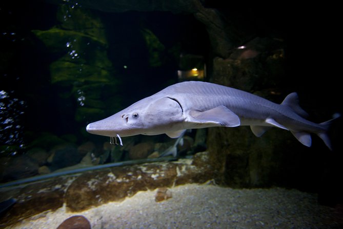 Zaragoza Aquarium Admission Ticket - Benefits of Purchasing in Advance