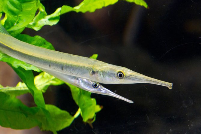 Zaragoza Aquarium Admission Ticket - Refund Policy