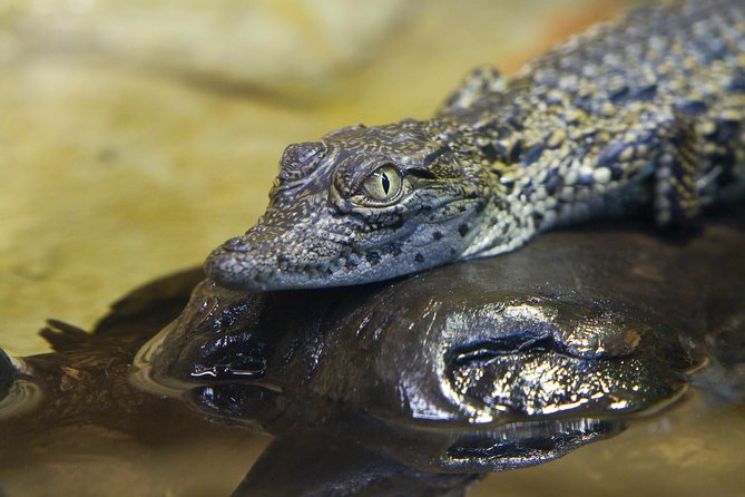 Zaragoza Aquarium Admission Ticket - Reviews and Ratings