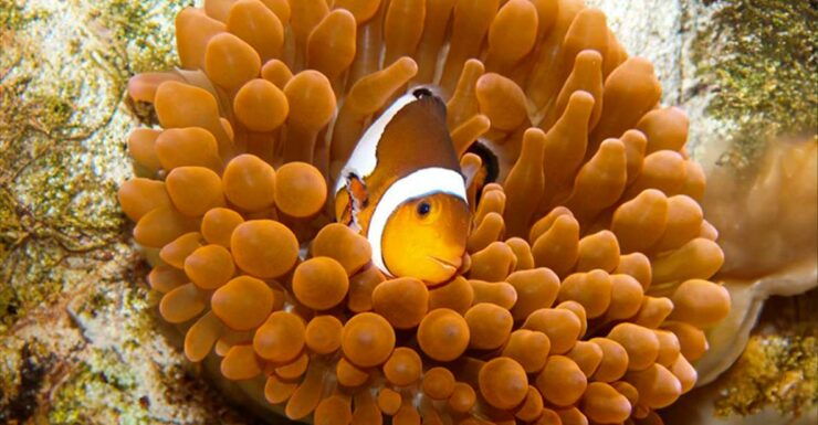 Zaragoza : Aquarium Entry Ticket - Experience at the Aquarium