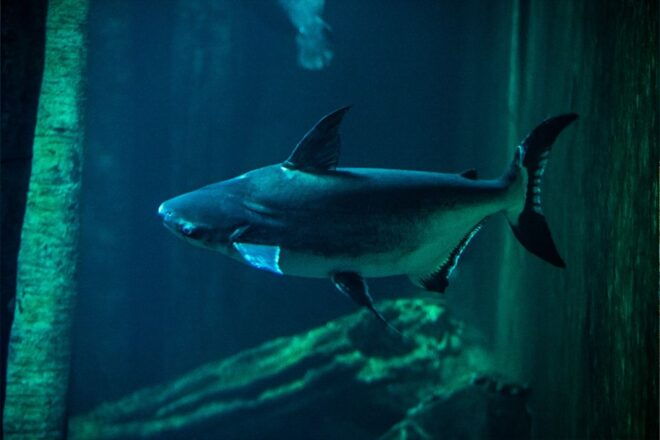 Zaragoza : Aquarium Entry Ticket - Highlights of the Aquarium