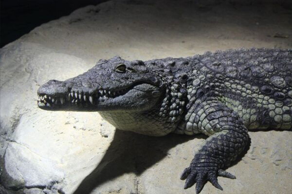 Zaragoza : Aquarium Entry Ticket - Additional Information