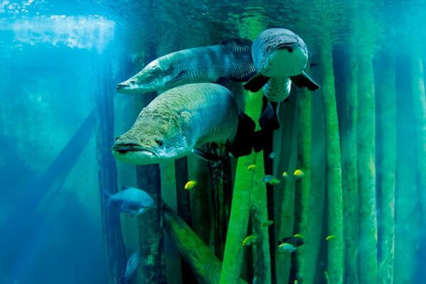 Zaragoza : Aquarium Entry Ticket - The Sum Up