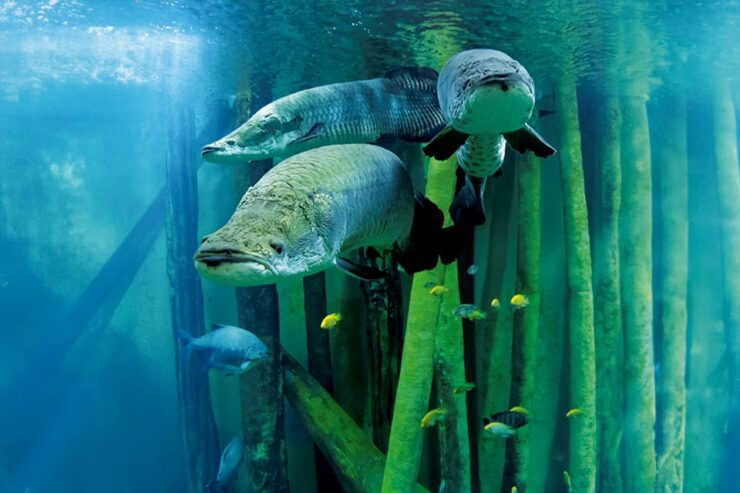 Zaragoza: Combo Amusement Park and Aquarium Entry Ticket - Good To Know