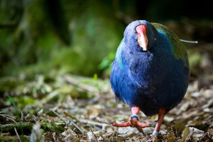 Zealandia by Day Tour - Tour Details
