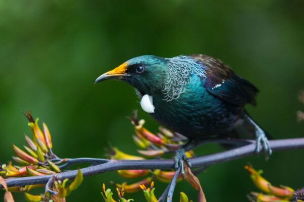 Zealandia by Day Tour - The Sum Up