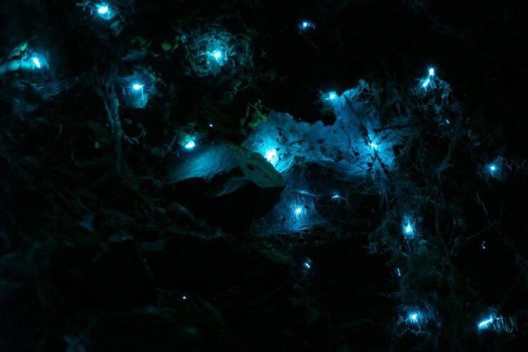 Zealandia by Night Tour - Experience Highlights
