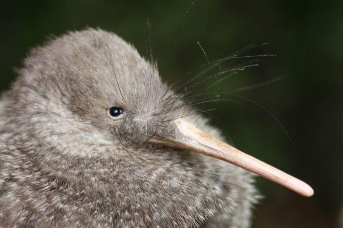 Zealandia Small Group Eco Wildlife Night Tour - Tour Details and Pricing