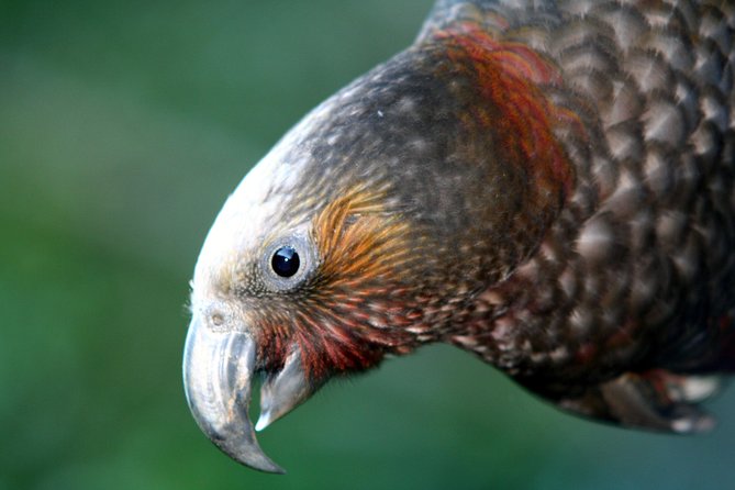 Zealandia Small Group Eco Wildlife Night Tour - Appreciation for Zealandia
